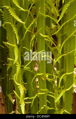 Strauß-Farn (Matteuccia Struthiopteris) Stockfoto