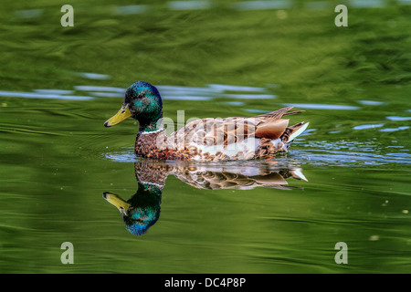 Bunte männliche Stockente Stockente (Anes Platyrhynchos) und Reflexion im Wasser Johnson Insel, Alberta, Kanada Stockfoto