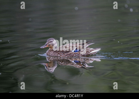 Weibliche Stockente Stockente (Anes Platyrhynchos) und ihr Spiegelbild im Wasser schwimmen. Frank Lake, Alberta, Kanada Stockfoto