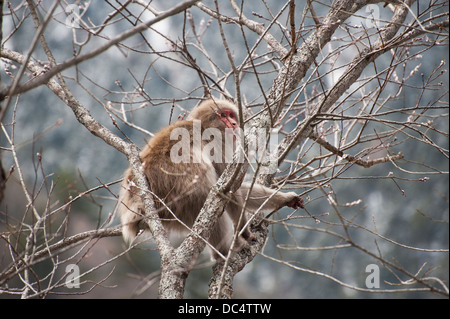 Einen japanischen Makaken Essen Weide schießt im zeitigen Frühjahr in Kamikochi, Nagano, Japan. Stockfoto