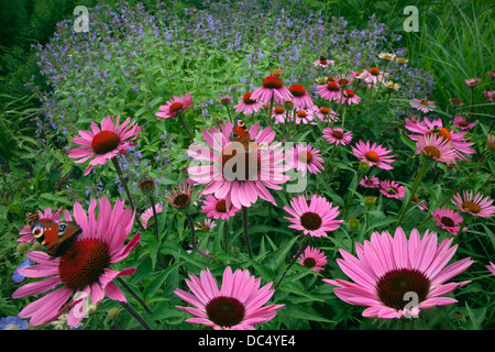Coneflower Echinacea Now und Tagpfauenauge Stockfoto