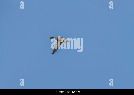 Bunte männliche Stockente Stockente (Anes Platyrhynchos) im Flug, mit Flügeln unten Johnsons Island, Alberta, Canada Stockfoto