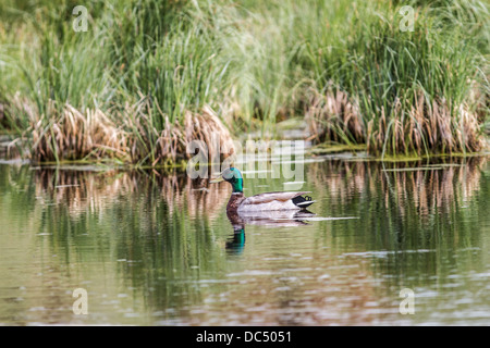 Bunte männliche Stockente Stockente (Anes Platyrhynchos) und Reflexion im Wasser Johnson Insel, Alberta, Kanada Stockfoto