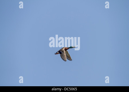 Bunte männliche Stockente Stockente (Anes Platyrhynchos) im Flug, mit Flügeln unten Johnsons Island, Alberta, Canada Stockfoto