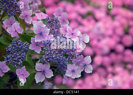 Hortensie Lacecape'Lilacina "im Wald Garten Stockfoto