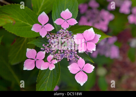 Hortensie Lacecape'Lilacina "im Wald Garten Stockfoto