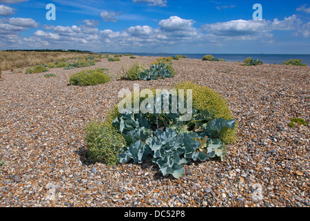 Meerkohl Crambe Maritma wächst Minsmere Strand Suffolk Stockfoto