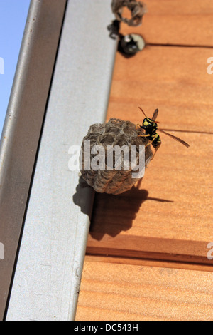 Europäische Papier Wespen (Polistes Dominula) eine Nester mit einem Dach, Italien, im Sommer verbundene Gebäude. Stockfoto