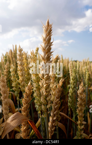 In der Sonne reifen Ähren Stockfoto