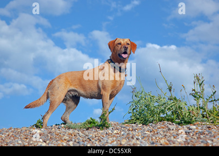 Gelber Labrador Porträt gegen Sommerhimmel Stockfoto