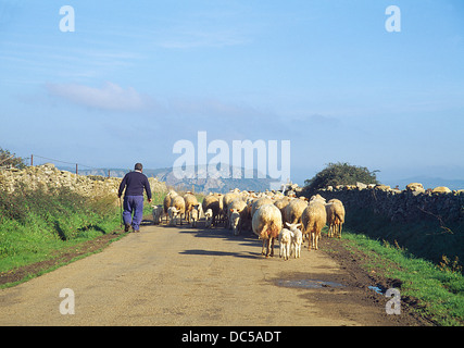 Shepperd und Schafherde an einer Nebenstraße. Hinojosa de Duero, Salamanca Provinz Kastilien-León, Spanien. Stockfoto