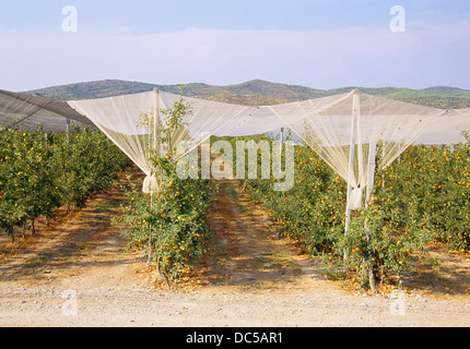 Apfelbäume in einem Anbau Feld. Balaguer, Lerida Provinz, Katalonien, Spanien. Stockfoto