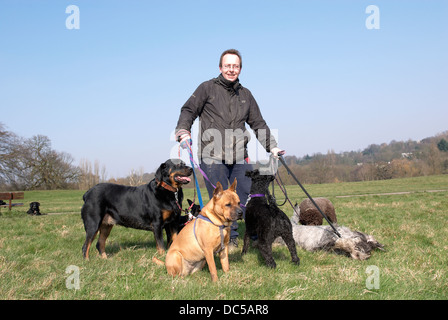 Dogwalker auf Hampstead Heath Stockfoto