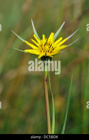 Goatsbeard - Tragopogon Pratensis auch bekannt als Jack-go-to-bed-at-noon Stockfoto