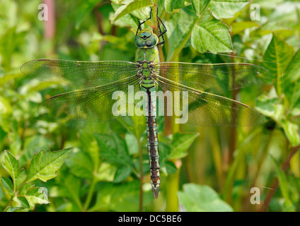 Kaiser Dragonfly - Anax Imperator Weibchen Stockfoto