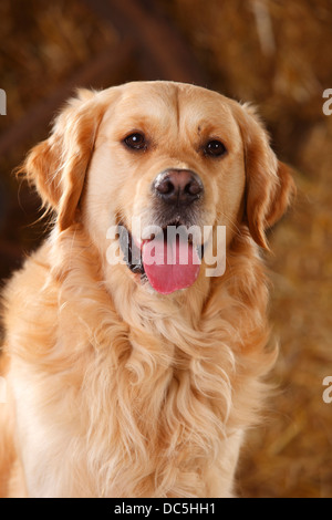 Golden Retriever | Golden Retriever, Ruede Stockfoto