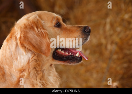 Golden Retriever | Golden Retriever, Ruede Stockfoto