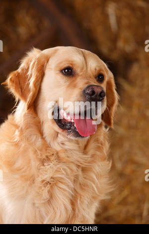 Golden Retriever | Golden Retriever, Ruede Stockfoto