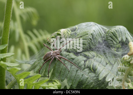 Baumschule Web Spider, Pisaura Mirabilis, weibliche Bewachung web Stockfoto