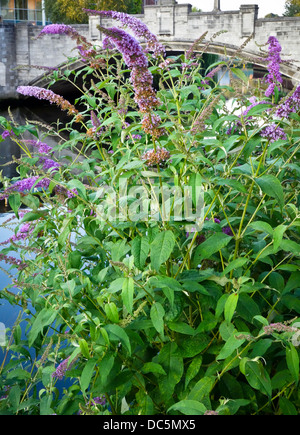 Blume Sommerflieder davidii Stockfoto