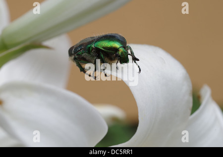 Goldie Käfer (Cetonia Aura) isst blühende Lilien Stockfoto