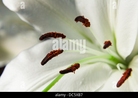 Extreme Nahaufnahme von weißen Asiatica Lilien zeigt Staubgefäße Stockfoto