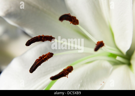 Extreme Nahaufnahme von weißen Asiatica Lilien zeigt Staubgefäße Stockfoto