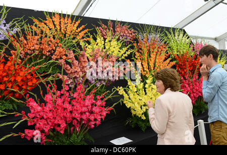 Shrewsbury Flower Show UK, 9.. August 2013. Besucher bewundern den Gladioli Credit: David Bagnall Stockfoto