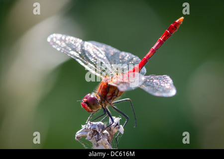 Männliche ruddy Darter (Sympetrum sanguineum) in den Obelisk Position Stockfoto