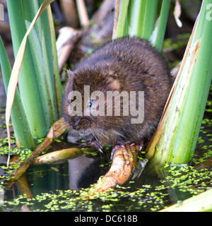 Wasser vole (arvicola amphibius) auf die Vegetation Stockfoto