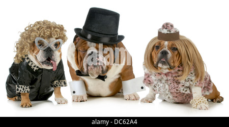 Bulldog Männchen mit zwei Weibchen alle gekleidet in der formalen Kleidung isoliert auf weißem Hintergrund Stockfoto