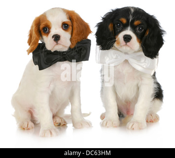 zwei niedliche Welpen - cavalier King Charles Spaniel Welpen tragen Bowties sitzen auf weißem Hintergrund Stockfoto