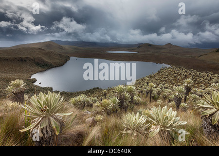 Frailejon Pflanzen (ganze Pycnophylla) bei Voldero Lagunen, El Angel Ecological Reserve, Provinz Carchi, Ecuador Stockfoto