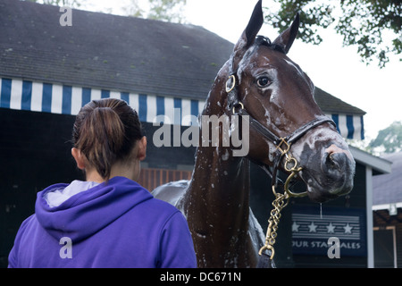 2. August 2013. Vollblut-Rennpferd auf der Saratoga Rennbahn von Bräutigam nach der Morgengymnastik gewaschen. Stockfoto