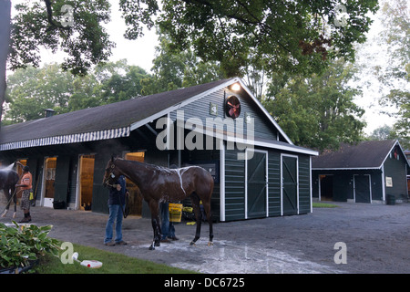 2. August 2013. Vollblut-Rennpferd auf der Saratoga Rennbahn von Bräutigam nach der Morgengymnastik gewaschen. Stockfoto