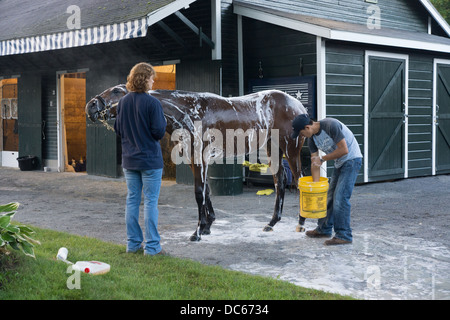 2. August 2013. Vollblut-Rennpferd auf der Saratoga Rennbahn von Bräutigam nach der Morgengymnastik gewaschen. Stockfoto