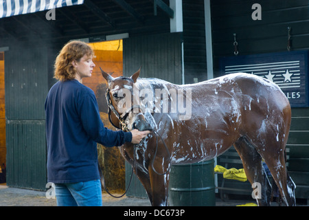 2. August 2013. Vollblut-Rennpferd auf der Saratoga Rennbahn von Bräutigam nach der Morgengymnastik gewaschen. Stockfoto