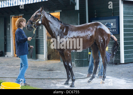 2. August 2013. Vollblut-Rennpferd auf der Saratoga Rennbahn von Bräutigam nach der Morgengymnastik gewaschen. Stockfoto