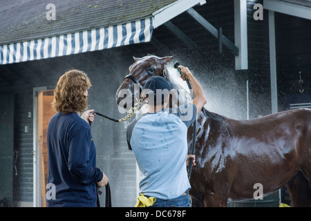 2. August 2013. Vollblut-Rennpferd auf der Saratoga Rennbahn von Bräutigam nach der Morgengymnastik gewaschen. Stockfoto