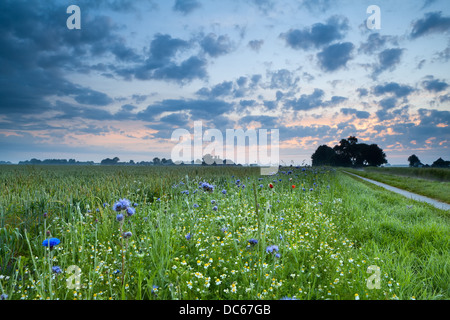 Sonnenaufgang über dem Feld mit vielen bunten Blumenwiesen im Sommer Stockfoto