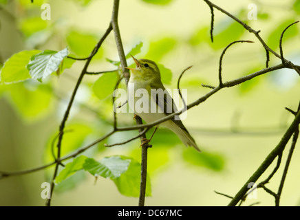 Männliche Wood Warbler singen Stockfoto