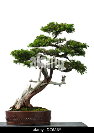 Weiße isolierte alte Tempel Wacholder als Bonsai-Baum Stockfoto