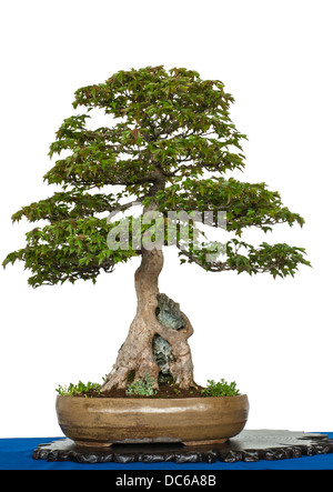 Weiß isoliert alte Trident Ahorn als Bonsai-Baum über einen Felsen wächst Stockfoto