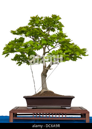 Acer Sirasawanum Aureum isoliert wie Bonsai-Baum weiß ist Stockfoto