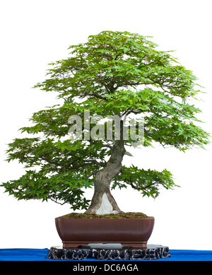 Alte japanische Ahorn isoliert als Bonsai weiß ist Stockfoto