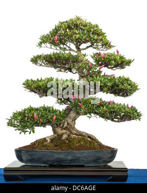 Weiß isoliert Rhododendron Indicum als blühende Bonsai-Baum Stockfoto