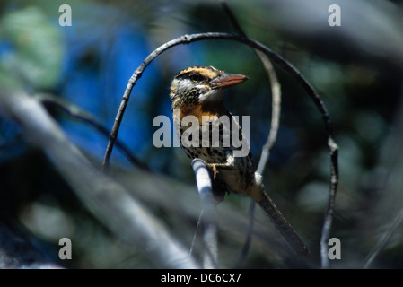 Spot-backed Puffbird (Nystalus Maculatus). In portugiesischer Sprache, bekannt als Rapazinho-Dos-Velhos Bananal Insel, Brasilien. Stockfoto