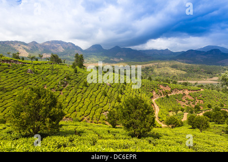Teeplantagen in Indien. Provinz Kerala Stockfoto