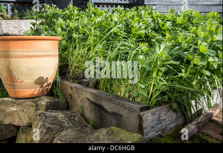 Eine Grndngung Ernte von Bohnen, Lupinen, Roggen, genht Frhling Garten  Betten zu dngen Stockfotografie - Alamy