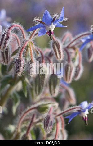 Borretsch Feld Borrango Officinalis auch bekannt als starflower Stockfoto